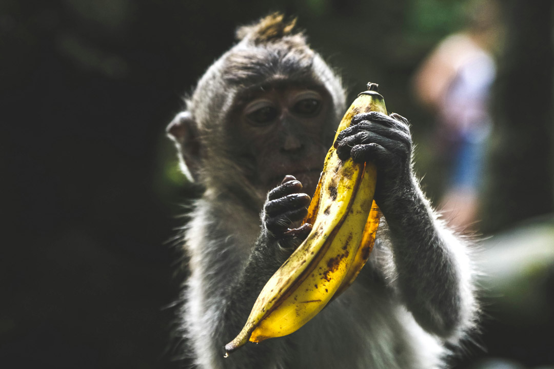 Ein Affe, der eine Banane schält.