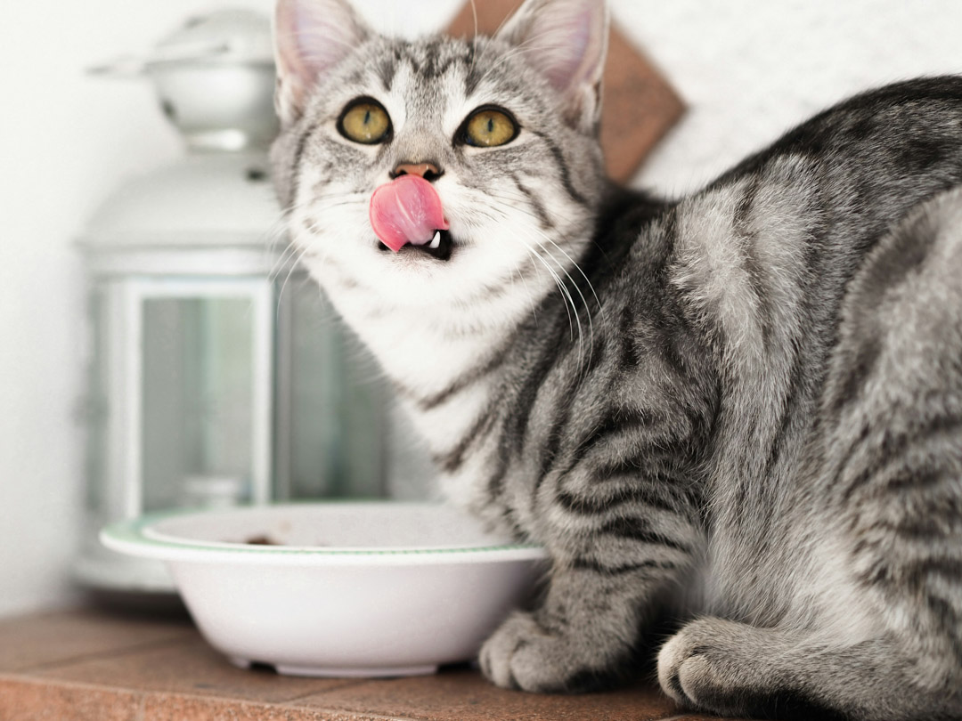 Eine Katze sitzt vor ihrem Futternapf. Sie schaut richtung Kamera und schlecht sich mit der Zunge das Maul ab.